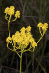 Tall pinebarren milkwort